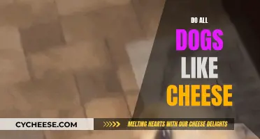 Cheese and Dogs: A Tasty Treat or Not?