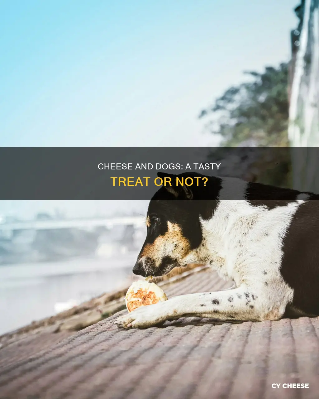 do all dogs like cheese