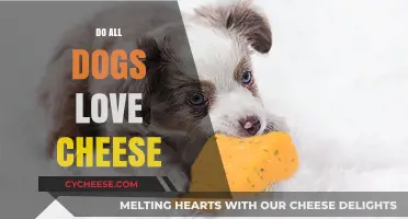 Do All Dogs Love Cheese? Uncovering the Canine-Cheese Connection