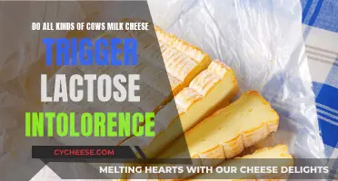 Cheese Conundrum: Do All Cow's Milk Cheeses Trigger Lactose Intolerance?