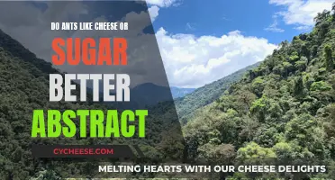 Ants' Favorite Foods: Cheese or Sugar?