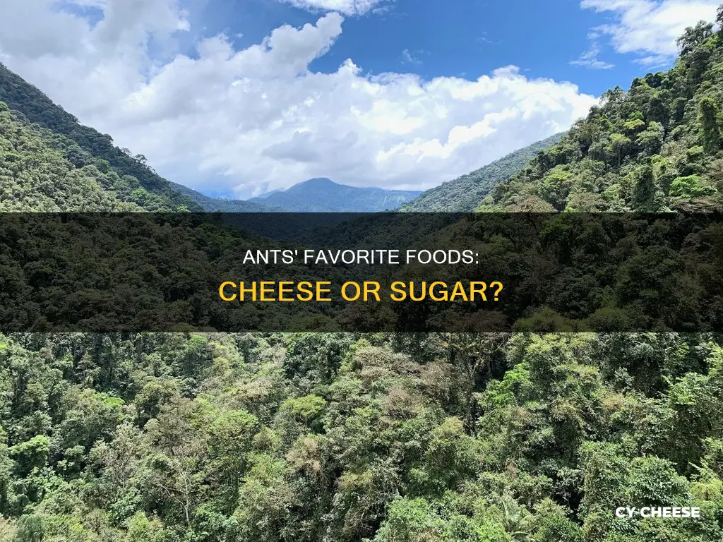 do ants like cheese or sugar better abstract