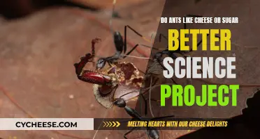 Ants' Delicacy: Cheese vs Sugar in a Science Experiment