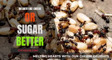 Ants' Favorite Foods: Cheese or Sugar?