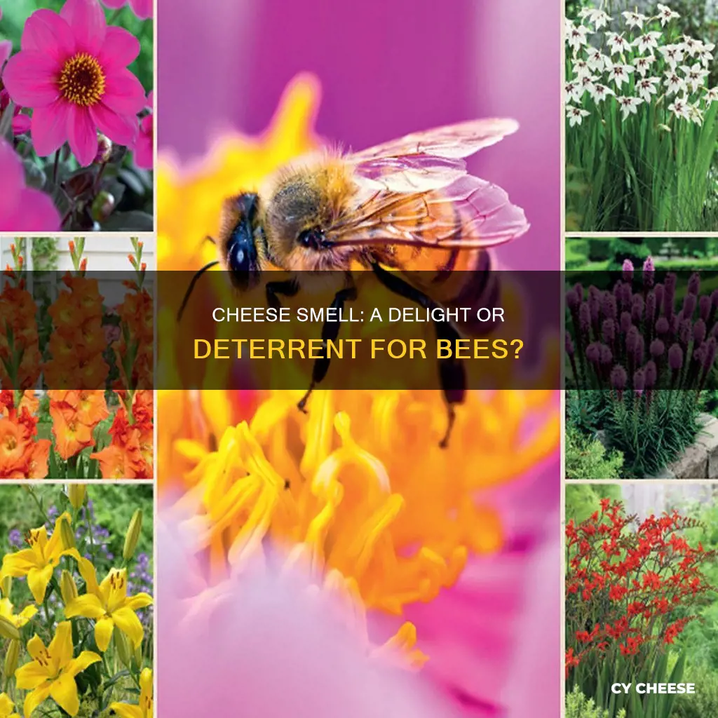 do bees like cheese smell