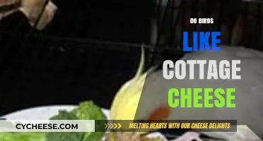 Can Birds Eat Cottage Cheese? A Safe and Nutritious Snack Guide