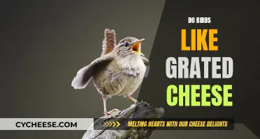 Birds and Grated Cheese: A Tasty Treat?