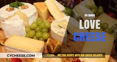 Do Birds Love Cheese? Uncovering the Truth About Avian Diets