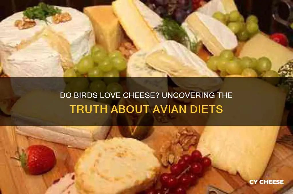do birds love cheese