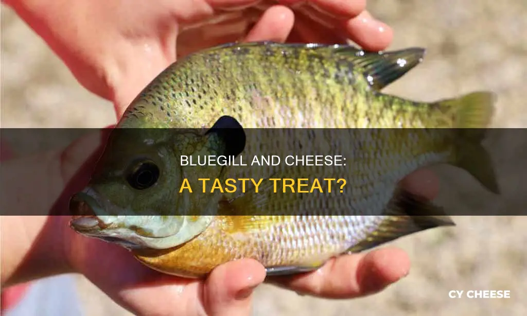 do bluegill like cheese