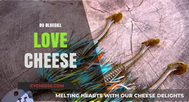 Do Bluegill Love Cheese? Unraveling the Truth Behind the Myth