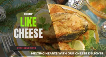 Carp and Cheese: A Tasty Treat?