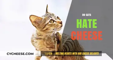 Do Cats Hate Cheese? Unraveling the Feline-Dairy Mystery