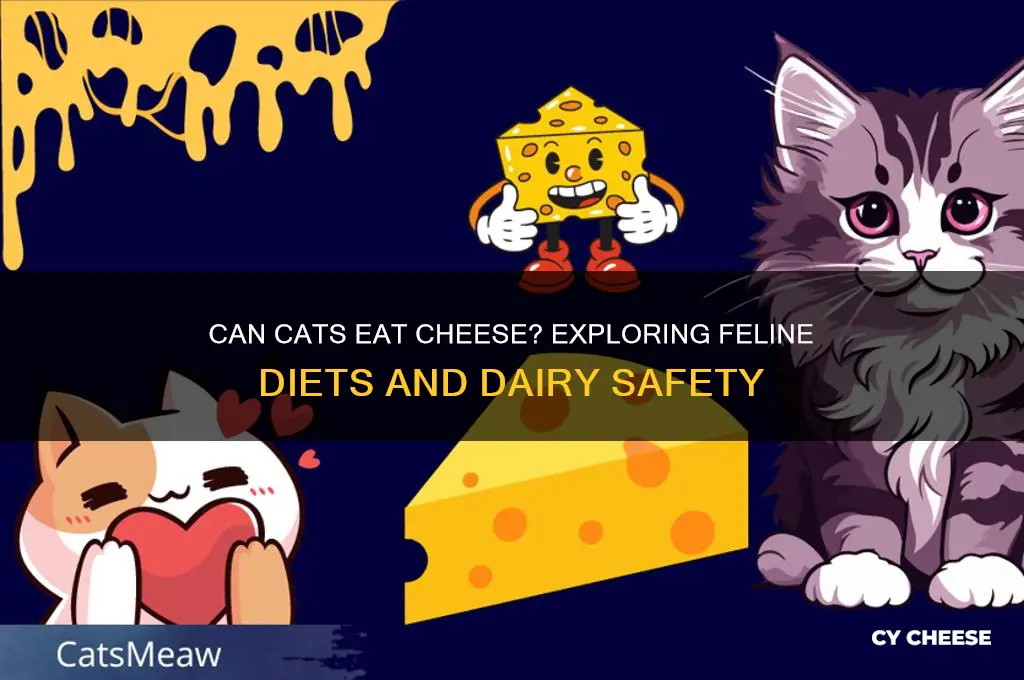 do cats have cheese