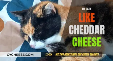 Feline Flavor Preferences: Do Cats Crave Cheddar Cheese?