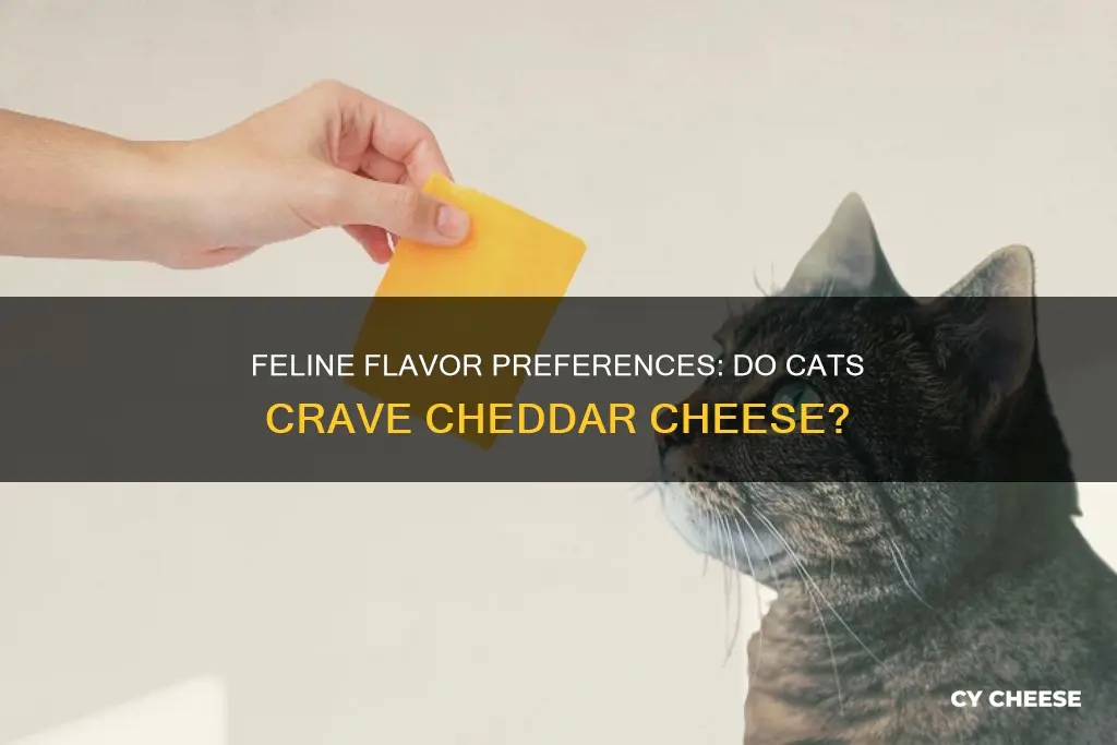 do cats like cheddar cheese