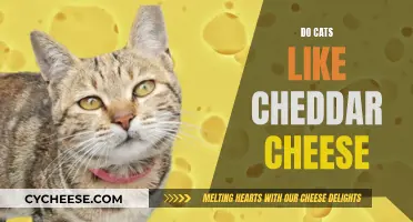 Can Cats Eat Cheddar Cheese? A Feline Diet Mystery