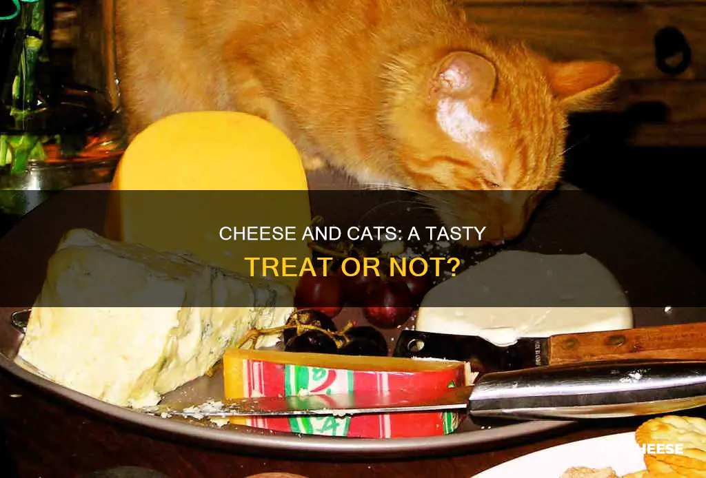 do cats like cheese