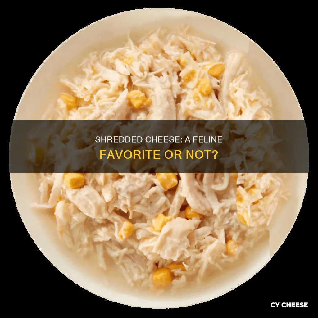 do cats like shredded cheese