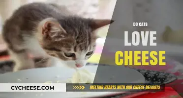 Do Cats Love Cheese? Unraveling Feline Fascination with Dairy Delights