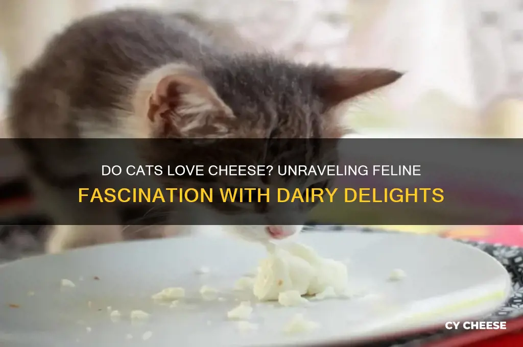 do cats love cheese
