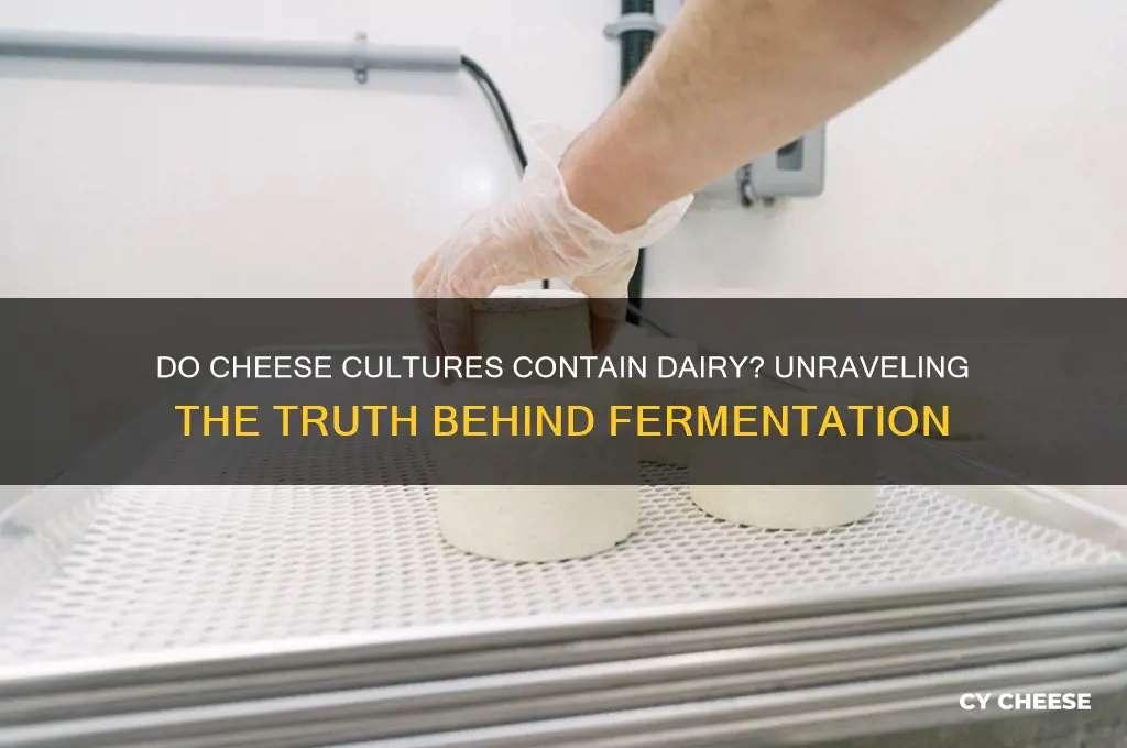 do cheese cultures contain dairy