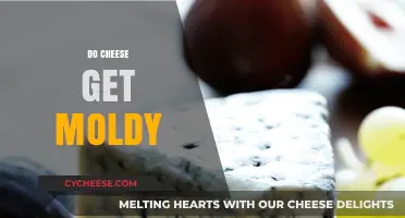 Cheese and Mold: A Tasty but Tricky Pair