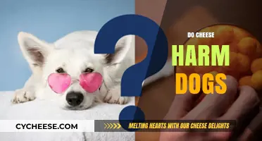 Can Dogs Eat Cheese? Understanding the Risks and Benefits