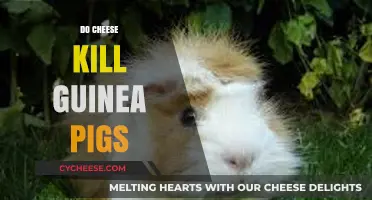Can Guinea Pigs Eat Cheese? Debunking Myths and Ensuring Safety