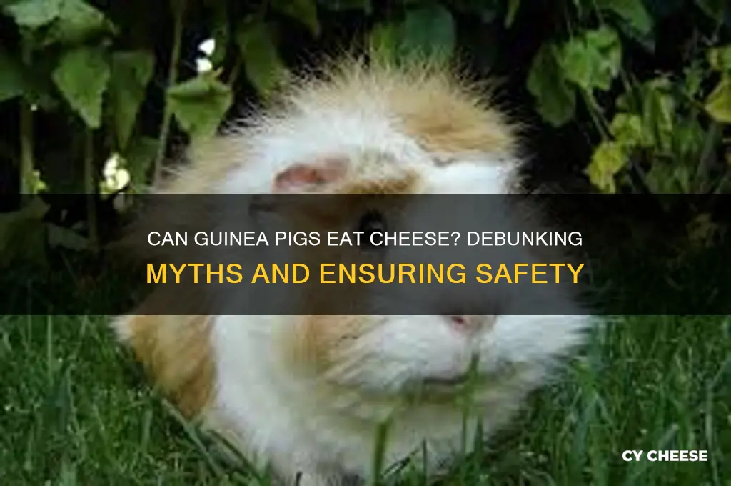 do cheese kill guinea pigs