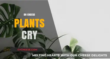 Do Cheese Plants Cry? Unveiling the Truth Behind Plant Emotions