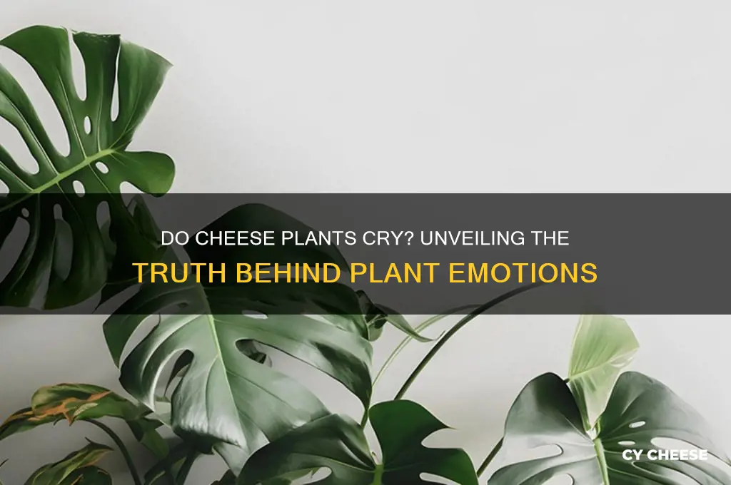 do cheese plants cry
