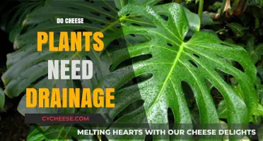 Do Cheese Plants Need Drainage? Essential Care Tips for Healthy Growth