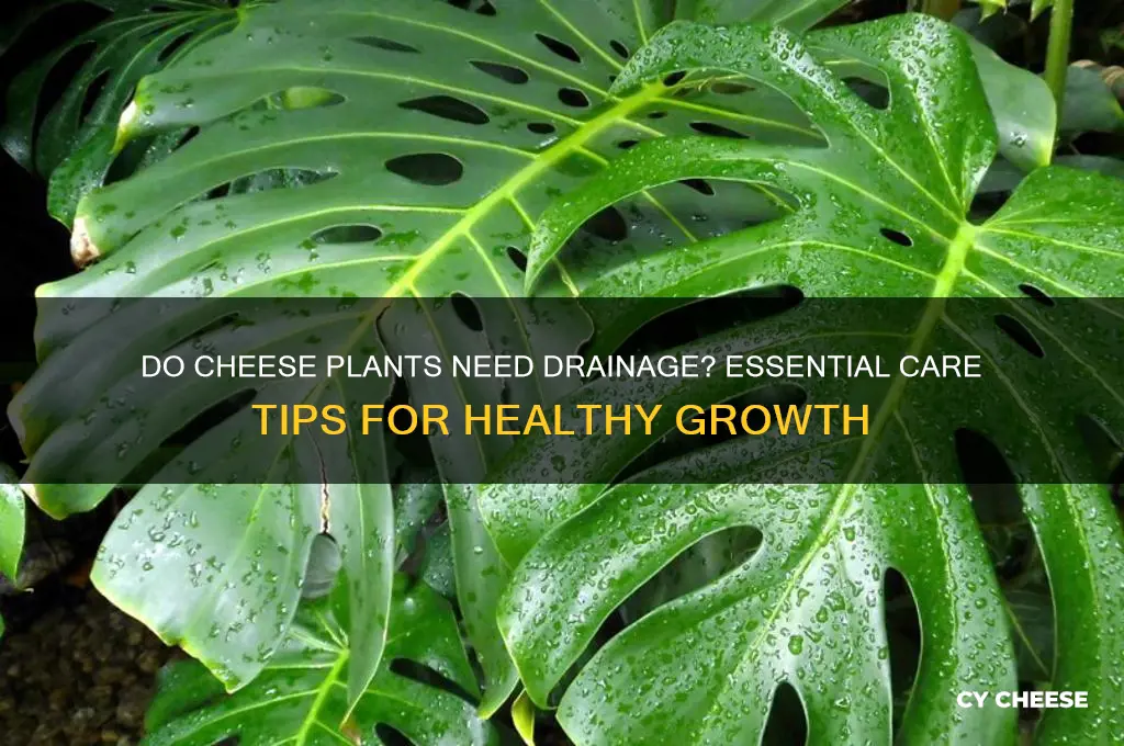 do cheese plants need drainage