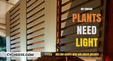 Do Cheese Plants Need Light? Essential Care Tips for Healthy Growth