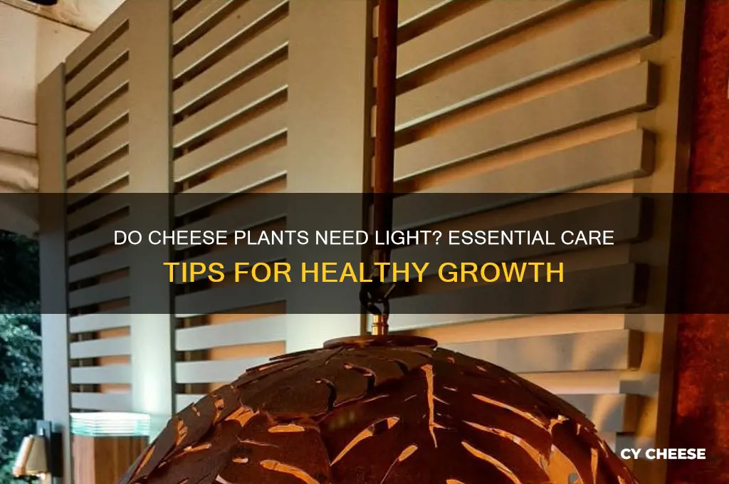 do cheese plants need light
