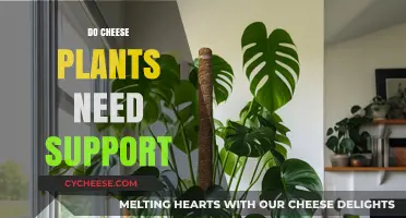 Do Cheese Plants Need Support? Essential Care Tips for Healthy Growth