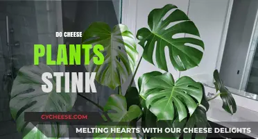 Do Cheese Plants Stink? Uncovering the Truth About Their Scent