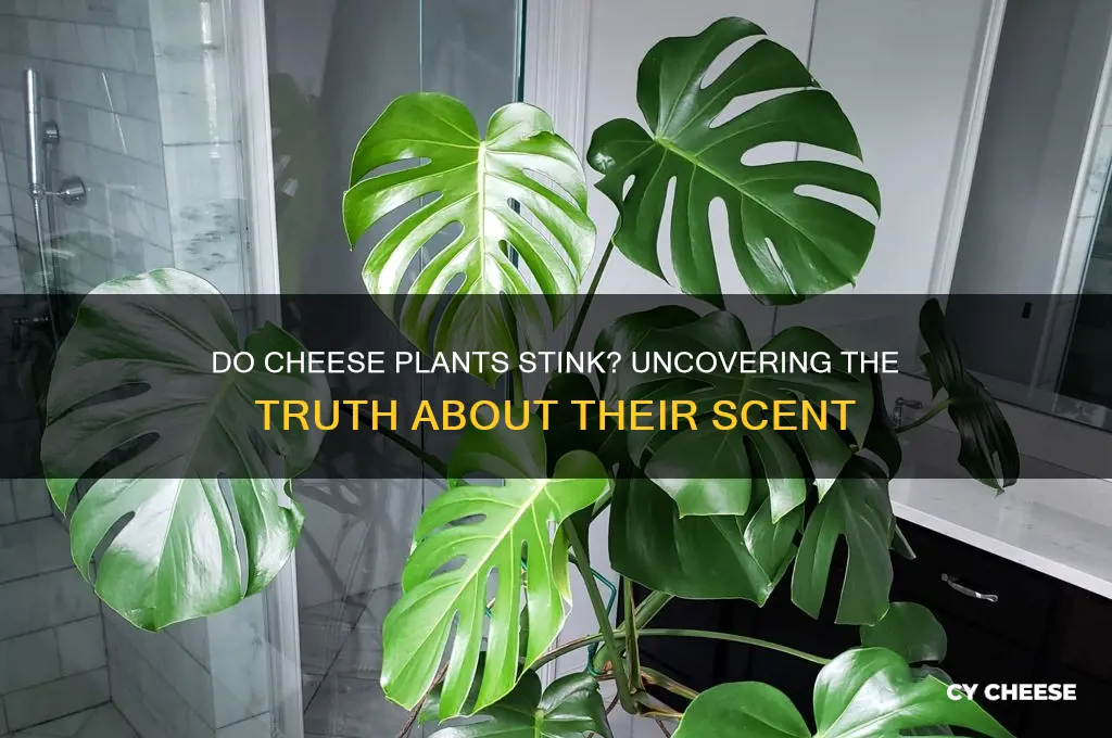 do cheese plants stink