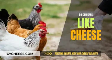 Cheese and Chickens: A Tasty Treat or Foul Play?