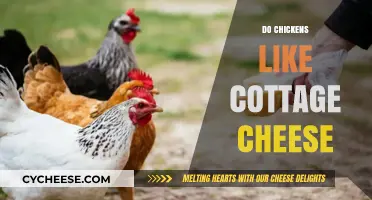 Can Chickens Eat Cottage Cheese? A Tasty Treat or No-Go?