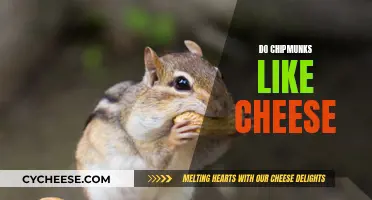 Cheese and Chipmunks: A Tasty Treat or Not?
