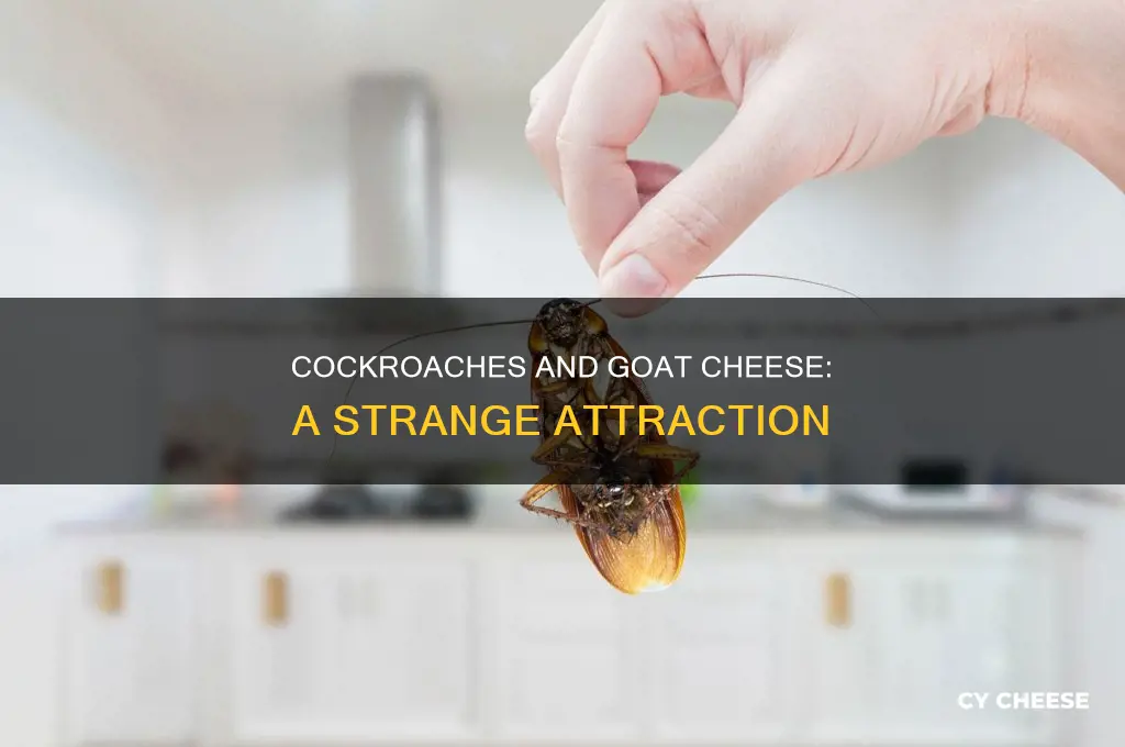 do cockroaches like goat cheese