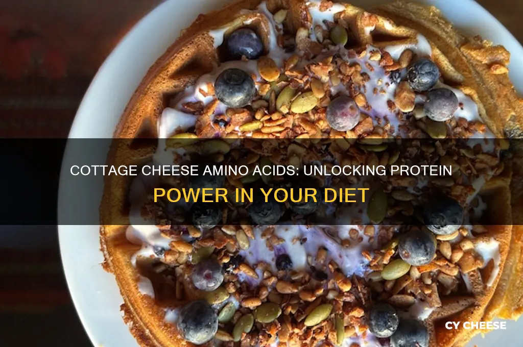do cottage cheese have amino acids