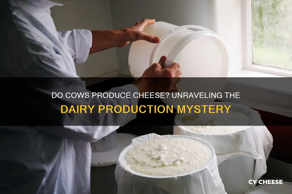do cows produce cheese
