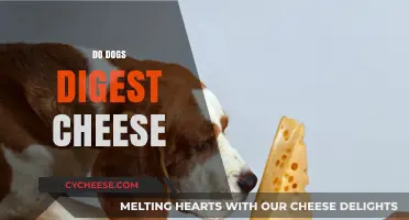 Can Dogs Digest Cheese? Understanding Dairy and Your Dog's Diet