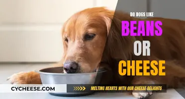 Dogs' Favorite Treat: Beans or Cheese?
