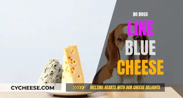 Blue Cheese and Dogs: A Tasty Treat or Toxic?