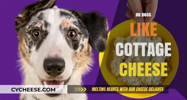 Can Dogs Eat Cottage Cheese? A Tasty Treat or No-Go?