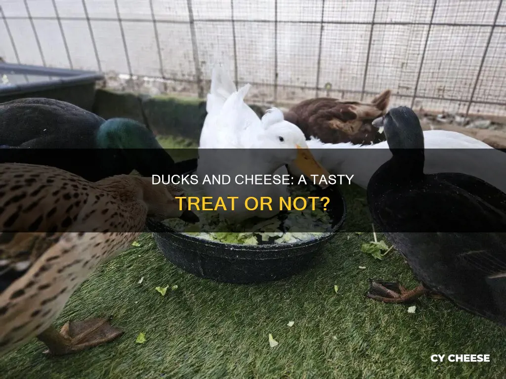 do ducks like cheese